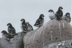 Least Auklet